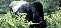 Gorilla Tour