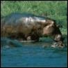 Queen Elizabeth National Park I
