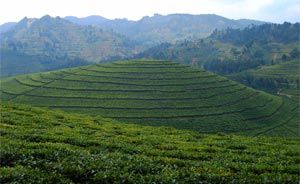 Icon - Tea Plantation