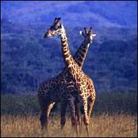 Akagera NP - Giraffe