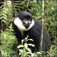 Nyungwe - monkey